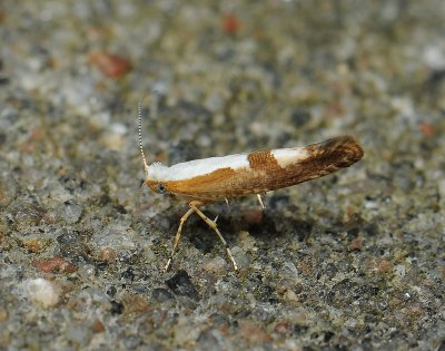 0459 Argyresthia pruniella 205.jpg