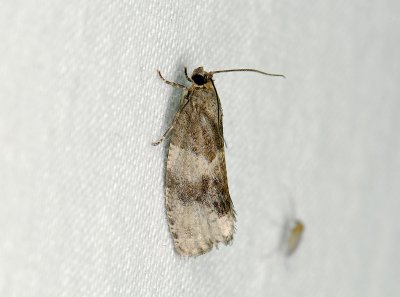 1360 Pseudosciaphila branderiana 344.jpg