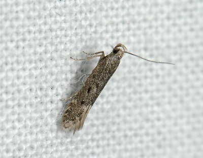 0950 Monochroa tetragonella 348.jpg
