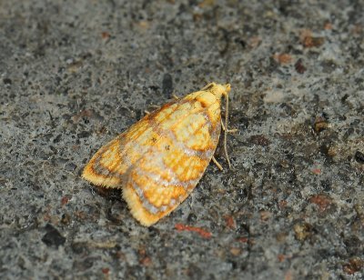 1239 Acleris bergmanniana 379.jpg