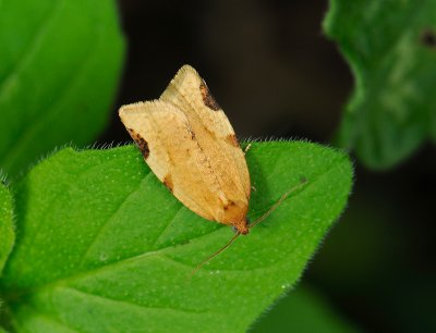1299   Paramesia gnomana  083.jpg