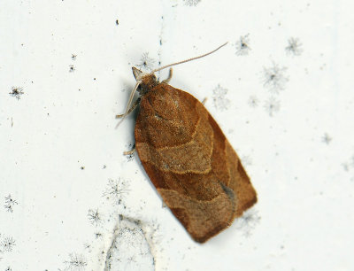 1317 Pandemis cinnamomeana 011.jpg