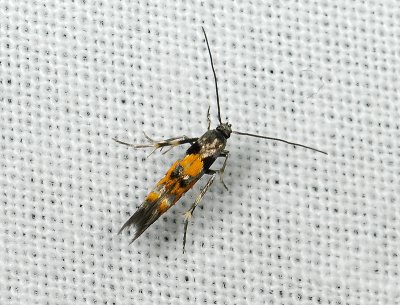 0875   Mompha locupletella  020.jpg