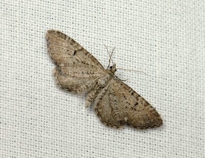 2454   Eupithecia intricata  037.jpg