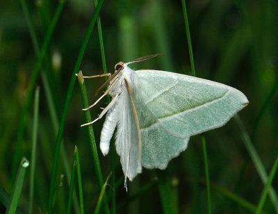 2257   Campaea margaritaria  055.jpg