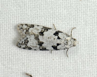 1280   Eana penziana  088.jpg