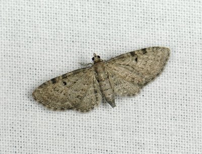 2453   Eupithecia trisignaria  135.jpg