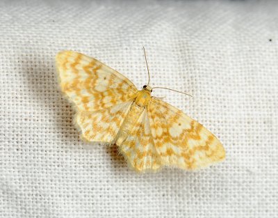 2506   Hydrelia flammeolaria  232.jpg