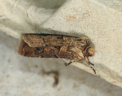 2982 Agrotis clavis 240.jpg