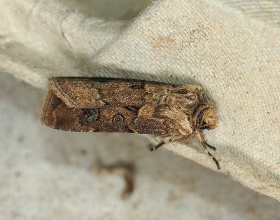 2982   Agrotis clavis  240.jpg