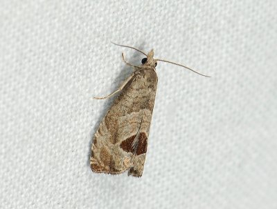 1509 Notocelia uddmanniana 256.jpg