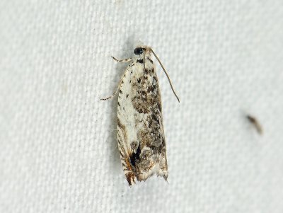 1529 Ancylis laetana 270.jpg
