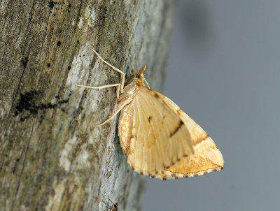 2368   Eulithis mellinata  311.jpg