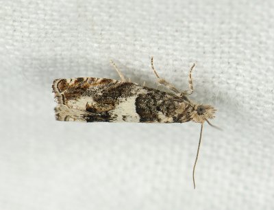 1452   Epinotia demarniana  034.jpg