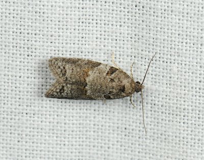 1278   Eana incanana  071.jpg