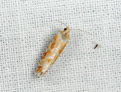 1519 Rhyacionia buoliana 089.jpg