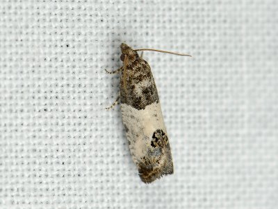 1432 Spilonota ocellana 096.jpg