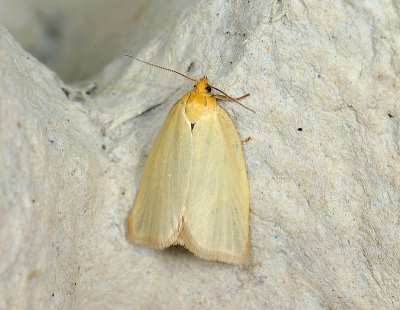 1325 Aphelia paleana 112.jpg