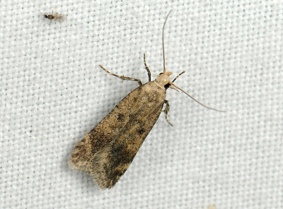 1126 Pexicopia malvella 135.jpg