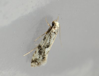 0209 Nemapogon variatella 183.jpg