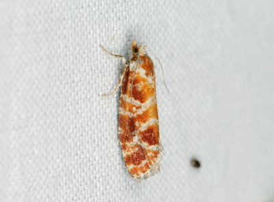 1520   Rhyacionia pinicolana  029.jpg