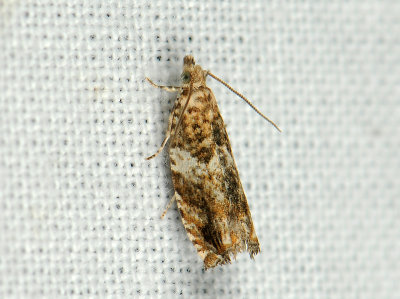 1442   Epinotia abbreviana  033.jpg