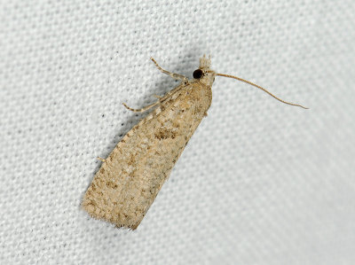 1503   Epiblema grandaevana  038.jpg