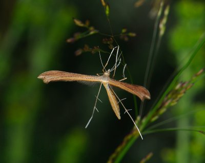 1665   Stenoptilia pterodactyla  146.jpg
