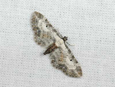 2465   Eupithecia succenturiata  003.jpg