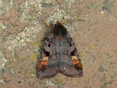 3024 Diarsia brunnea 024.jpg