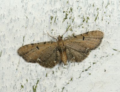 2459 Eupithecia assimilata 028.jpg