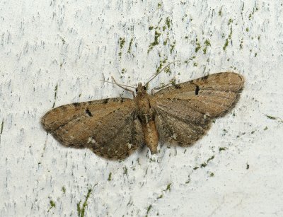 2459   Eupithecia assimilata  028.jpg