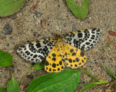 2238   Arichanna melanaria  057.jpg