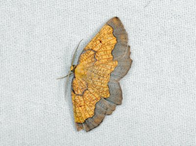 2202 Epione vespertaria 076.jpg