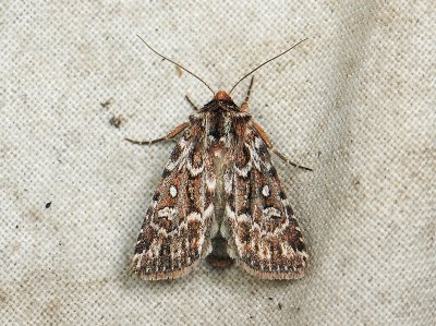 3020 Lycophotia porphyrea 088.jpg