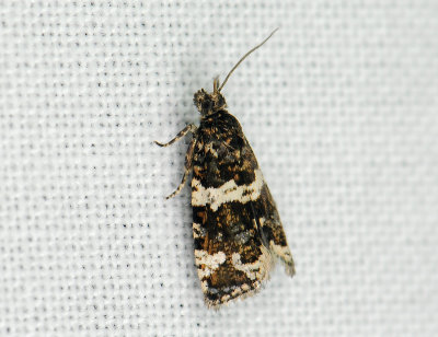 1388 Celypha tiedemanniana 092.jpg