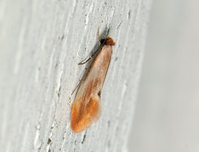 0228 Tinea semifulvella 183.jpg