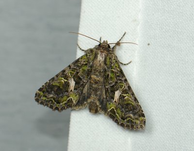 2815 Trachea atriplicis 11028.jpg