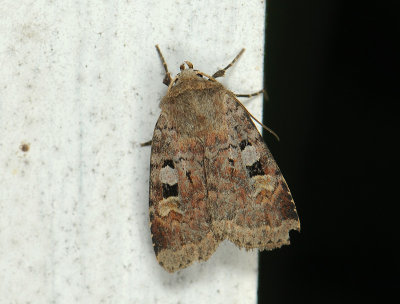 3022 Diarsia mendica 010.jpg