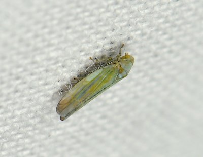 bug  192.jpg