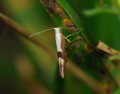 0458 Argyresthia semifusca 003.jpg