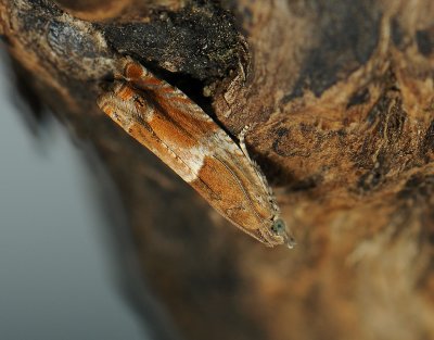 1457 Epinotia tenerana 007.jpg