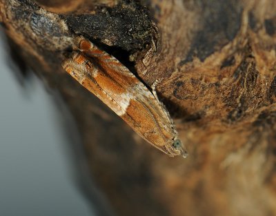 1457   Epinotia tenerana  007.jpg