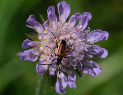 bug 038.jpg