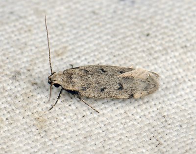 1003 Gelechia rhombella 118.jpg