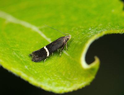 1093 Syncopacma taeniolella 094.jpg
