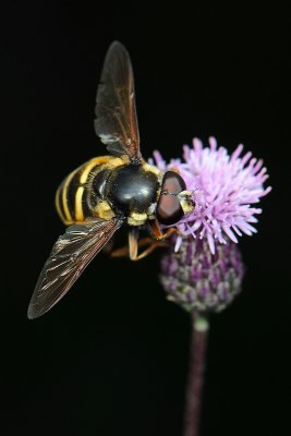 fly  170.jpg