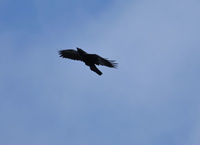 Raven  086.jpg