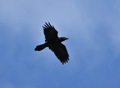 Raven  093.jpg