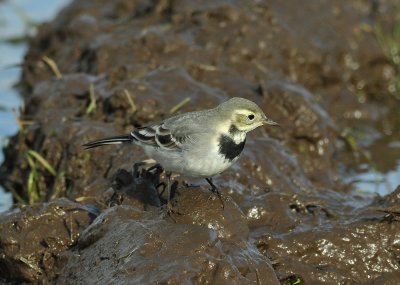 White Wagtail  052.jpg